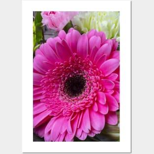 Pink  lovely Close Up Gerbera Daisy Posters and Art